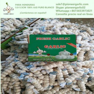 Chinese Fresh Pure White Garlic Exported to Honduras
