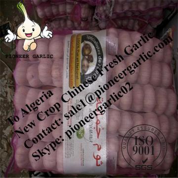 Chinese Fresh Red Garlic Exported to Algeria Market