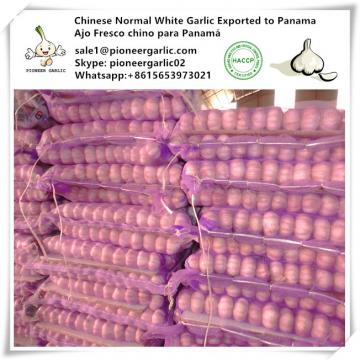 Chinese Fresh Normal White Garlic Exported to Panama Market