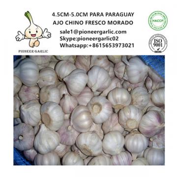 Chinese Fresh 4.5-5.0cm Red Garlic Exported to Paraguay Mesh Bag Packing