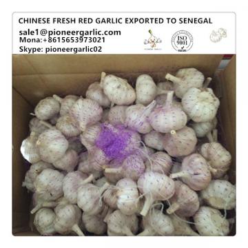 Chinese Fresh Red White Garlic Exported to Senegal Market