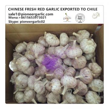 Chinese Fresh Red Garlic Exported to Chile
