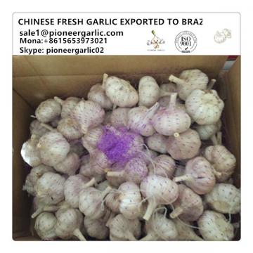 Chinese Fresh Normal White Garlic Exported to Brazil Market