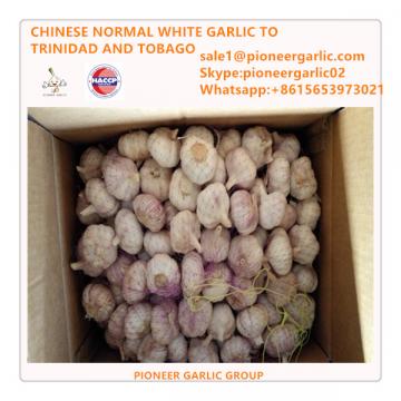 Chinese Fresh Normal White Garlic Exported to TT Market