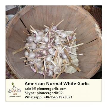 American Fresh Normal White Garlic