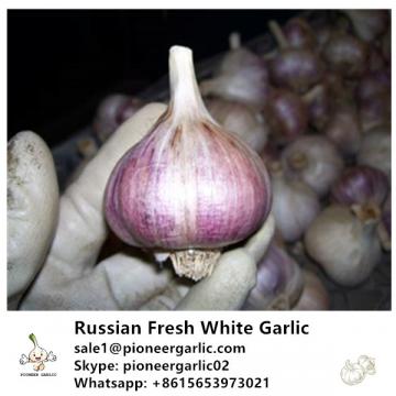 Russian Fresh Normal White Garlic