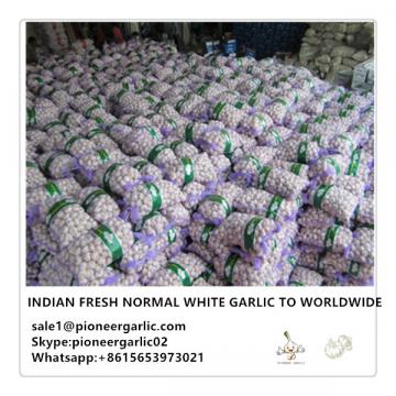 Indian Fresh Normal White Garlic to Worldwide