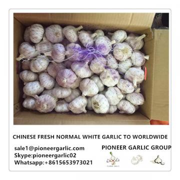 Chinese Fresh Normal White Garlic to Worldwide