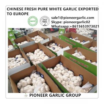 Chinese Best Quality Fresh Pure White Garlic Exported to Europe