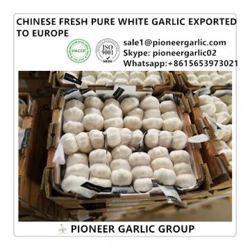 Chinese Best Quality Fresh Snow White Garlic Exported to Europe