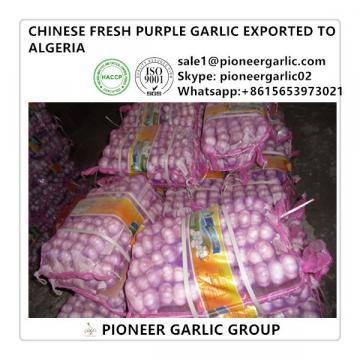 Chinese Fresh Normal White Garlic Exported to Algeria Market