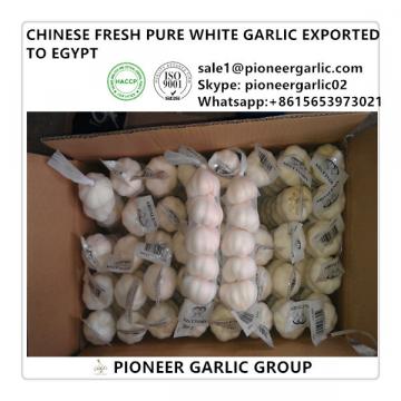 Chinese Fresh 5.0cm Snow White Garlic Exported to Egypt