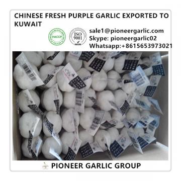 Chinese Fresh 5.0cm White Pure White Garlic Exported to Kuwait