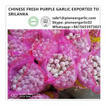 Chinese 5.0cm Fresh Garlic Exported to Sri Lanka Market