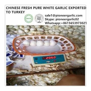 Chinese Fresh 5.0cm Pure White Fresh White Garlic Exported to Turkey