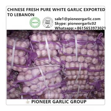 Chinese Fresh Red Garlic Exported to Lebanon Market