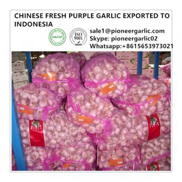 Chinese Fresh Normal White 5.0cm Red Garlic Exported to Indonesia