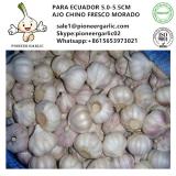 Chinese Fresh Normal White Garlic Exported to Ecuador Market