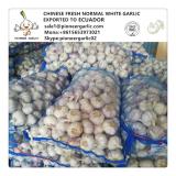 Chinese Fresh Normal White Garlic Exported to Ecuador Market