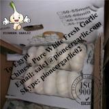 Chinese Fresh Snow White Garlic Exported to Egypt
