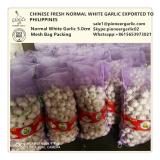 Chinese Fresh Normal Garlic Exported to Philippines Market