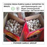 Chinese Fresh Purple Garlic Exported to Brazil Market