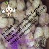 Chinese Fresh Normal White Garlic Exported to Brazil Market #1 small image