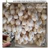 Chinese Fresh Pure White Garlic Exported to Guatemala #1 small image