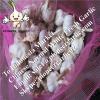 Chinese Fresh Normal White Garlic Exported to Indonesia #1 small image