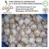 Chinese Fresh Normal White Garlic Exported to Dominican Republic Market