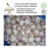 Chinese Fresh 4.5-5.0cm Red Garlic Exported to Paraguay Mesh Bag Packing #1 small image