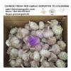 Chinese Fresh Red Garlic Exported to Colombia Market