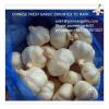 Chinese Fresh Red Garlic Exported to Haiti Market
