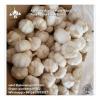 Chinese Fresh Snow White Garlic Exported to Honduras