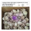Chinese Fresh Red Garlic Exported to Chile #1 small image