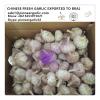 Chinese Fresh Normal White Garlic Exported to Brazil Market #1 small image