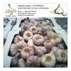 Spanish Fresh Normal White Garlic Exported to Worldwide