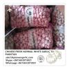 Chinese Fresh Normal Garlic Exported to Pakistan Market #1 small image