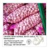 Chinese Fresh Normal White Garlic Exported to Bangladesh