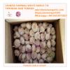 Chinese Fresh Normal White Garlic Exported to TT Market #1 small image
