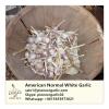 American Fresh Normal White Garlic #1 small image