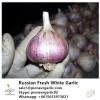 Russian Fresh Normal White Garlic #1 small image