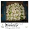 Chinese Fresh Pure White Garlic Exported to Fiji #1 small image