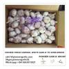 Chinese Fresh Normal White Garlic to Worldwide #1 small image
