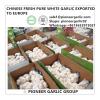Chinese Best Quality Fresh Pure White Garlic Exported to Europe #1 small image