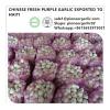 Chinese Fresh Purple Garlic Exported to Haiti Market