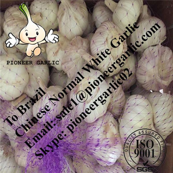 Chinese Fresh Normal White Garlic Exported to Brazil Market #1 image