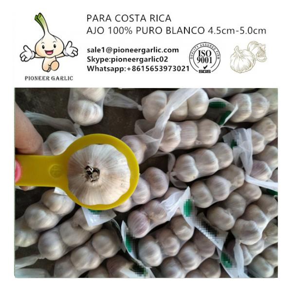 Chinese Fresh Normal White Garlic Exported to Costa Rica #1 image