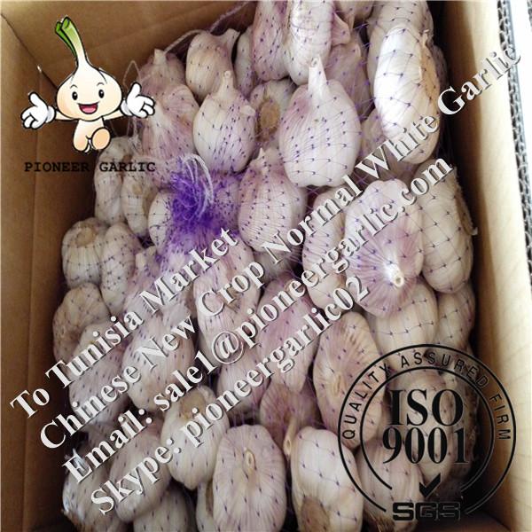 Chinese Fresh Normal White Garlic Exported to Haiti Market #1 image