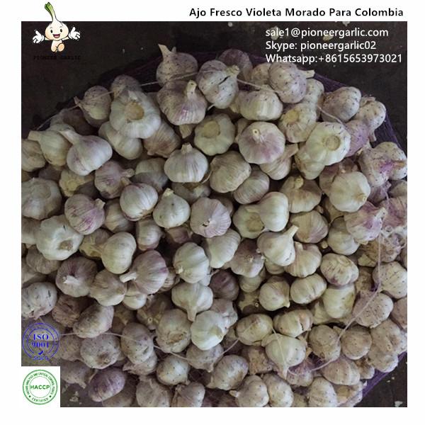 Chinese Fresh Normal White Garlic Exported to Colombia Market #1 image